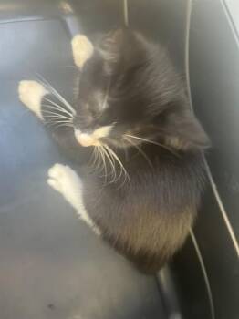JACK -  Domestic Short Hair Cat for Adoption in Palmetto, Florida - JACK | PetCurious