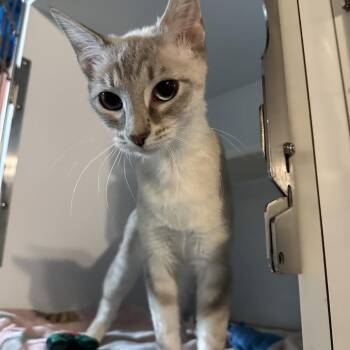 Domestic Short Hair Cats Available for Adoption - Posh Spice | PetCurious