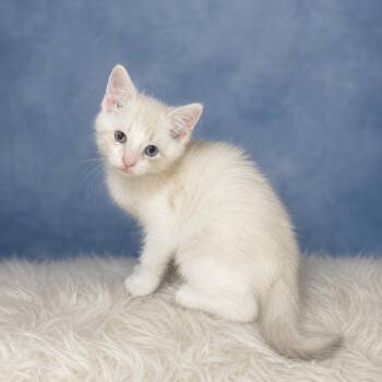 Doby -  Domestic Short Hair Cat for Adoption in Heber Springs, Arkansas - Doby | PetCurious