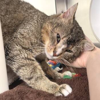 Domestic Short Hair Cats Available for Adoption - Eggs Benedict Cumberbatch | PetCurious