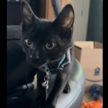 Rescue Domestic Short Hair Cats for Adoption in Zimmerman, Minnesota - Jasper | PetCurious