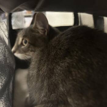 Lena -  Domestic Short Hair Cat for Adoption in Philadelphia, Pennsylvania - Lena | PetCurious