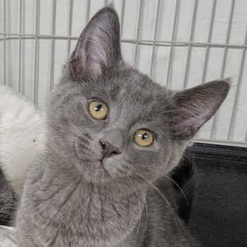 ISAIAH -Bonded with IVONA -  Domestic Short Hair Cat for Adoption in Delhi, Ontario - ISAIAH -Bonded With IVONA | PetCurious