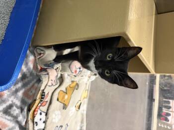 Rescue Domestic Short Hair Cats for Adoption in El Reno, Oklahoma - Baby | PetCurious