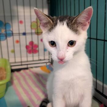 Echo -  Domestic Short Hair Cat for Adoption in Jefferson City, Tennessee - Echo | PetCurious
