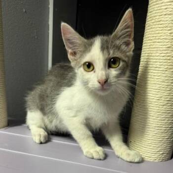 Orzo -  Domestic Medium Hair Cat for Adoption in Edwardsville, Illinois - Orzo | PetCurious