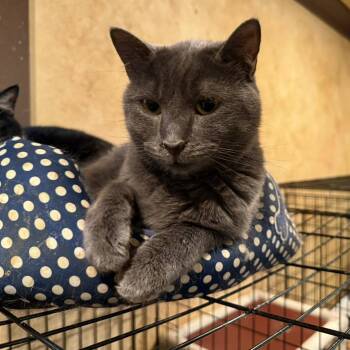 Rescue Tabby Cats for Adoption in Capshaw, Alabama - CAPPY | PetCurious