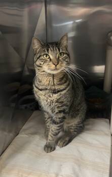Domestic Short Hair and Tabby Cats Available for Adoption in Montville, New Jersey - Oak | PetCurious