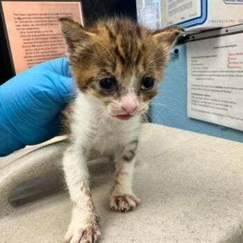 Tiny 26-06-180 -  Domestic Short Hair Cat for Adoption in Bastrop, Texas - Tiny 26-06-180 | PetCurious