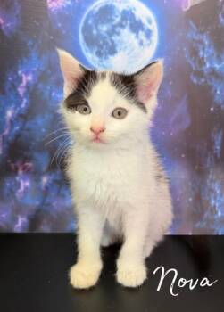 Nova -  Domestic Short Hair Cat for Adoption in Morton Grove, Illinois - Nova | PetCurious