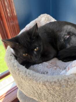 Junior -  Domestic Short Hair Cat for Adoption - Junior | PetCurious