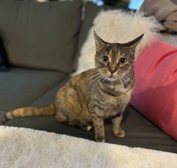 Rescue Domestic Short Hair Cats for Adoption in Hot Springs, Arkansas - Monarch | PetCurious