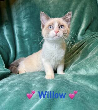Rescue Siamese Cats for Adoption in Copley, Ohio - Willow | PetCurious