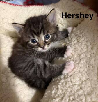 Hershey -  Domestic Long Hair Cat for Adoption in Valley Park, Oklahoma - Hershey | PetCurious