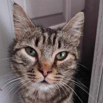 Rescue Domestic Short Hair Cats for Adoption in Kanab, Utah - Mae | PetCurious