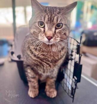 Lenny -  Domestic Short Hair Cat for Adoption in Spokane, Washington - Lenny | PetCurious