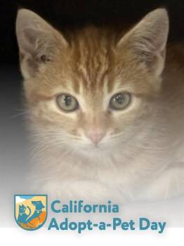 GINGER -  Domestic Short Hair Cat Available for Adoption in South Lake Tahoe, California - GINGER | PetCurious