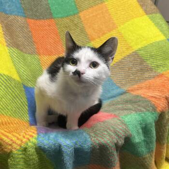 Domestic Short Hair Cats Available for Adoption in North East, Maryland - Alora | PetCurious