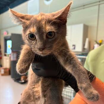 Jessie -  Domestic Short Hair Cat for Adoption in Huntington, West Virginia - Jessie | PetCurious