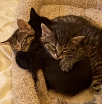 Domestic Short Hair Cats Available for Adoption - Poppy (Lower Bucks Litter) | PetCurious