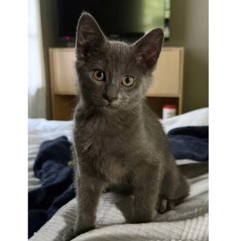 Gelato -  Russian Blue and Domestic Short Hair Cat for Adoption in Tulsa, Oklahoma - Gelato | PetCurious