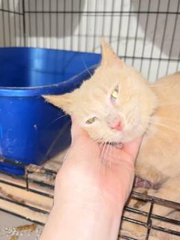Georgie -  Domestic Short Hair Cat Available for Adoption in Franklin, West Virginia - Georgie | PetCurious
