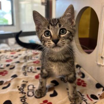 Tabernacle -  Domestic Short Hair Cat for Adoption in West Palm Beach, Florida - Tabernacle | PetCurious