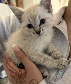 Lavender -  Siamese and Domestic Short Hair Cat Available for Adoption in Campbell, California - Lavender | PetCurious