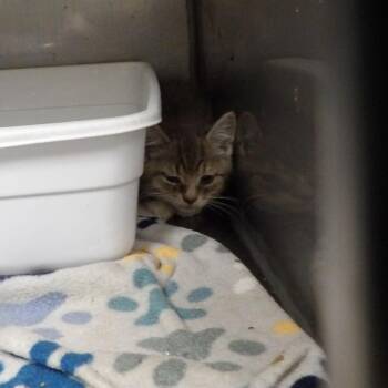 Copperfield -  Domestic Short Hair Cat for Adoption in New York, New York - Copperfield | PetCurious