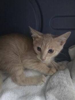 Nick -  Domestic Short Hair Cat for Adoption in Savannah, Georgia - Nick | PetCurious