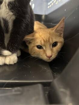 Domestic Short Hair Cats Available for Adoption - GROOT | PetCurious