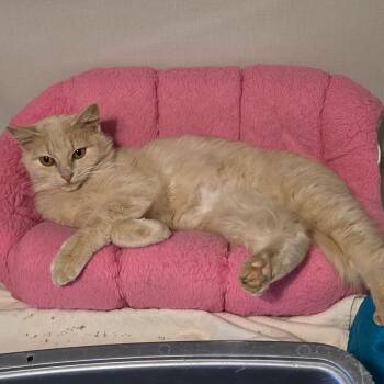 Frenchy -  Domestic Medium Hair Cat for Adoption in Hutchinson, Minnesota - Frenchy | PetCurious