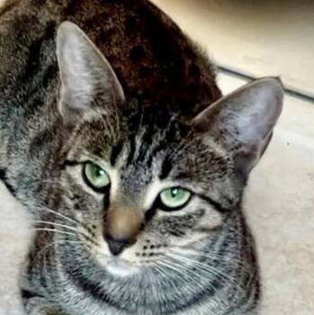 Rescue Domestic Short Hair Cats for Adoption in Murfreesboro, Tennessee - Rory | PetCurious