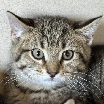 Wasabi -  Domestic Short Hair Cat for Adoption in Durango, Colorado - Wasabi | PetCurious