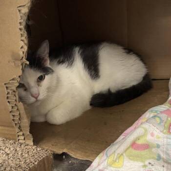 Eightie -  Domestic Short Hair Cat for Adoption in Des Moines, Iowa - Eightie | PetCurious