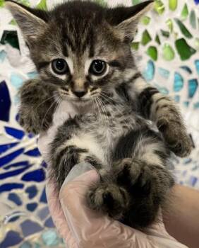 DIXIE -  Domestic Short Hair Cat for Adoption in Pensacola, Florida - DIXIE | PetCurious