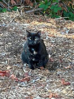 Vinegar -  Tortoiseshell and Domestic Short Hair Cat for Adoption in Gladstone, Oregon - Vinegar | PetCurious