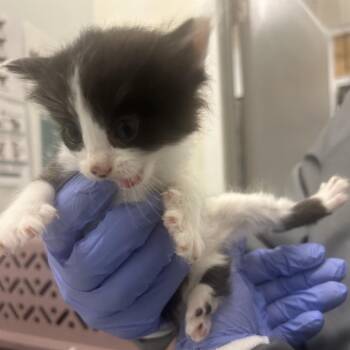 Fox Sparrow -  Domestic Medium Hair Cat for Adoption in Park City, Utah - Fox Sparrow | PetCurious