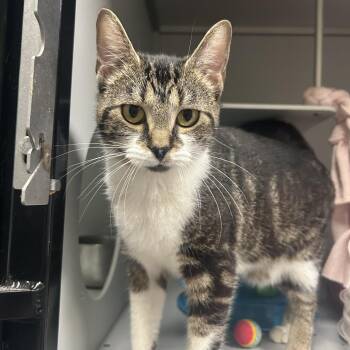 Domestic Short Hair Cats Available for Adoption in Columbus, North Carolina - Ellen | PetCurious