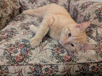 Rescue Domestic Medium Hair Cats for Adoption in Yorkville, Illinois - Scotchie-Sweet Boy!! | PetCurious