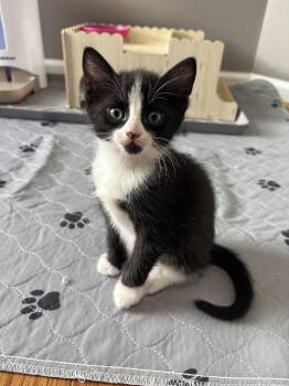 Thunder -  Domestic Medium Hair Cat for Adoption in Concord, North Carolina - Thunder | PetCurious