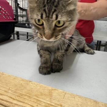 Rumour -  Tabby Cat for Adoption in Las Vegas, Nevada - Rumour | PetCurious