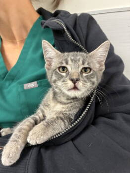 Rescue Domestic Short Hair Cats for Adoption in Davis, California - Maggie | PetCurious