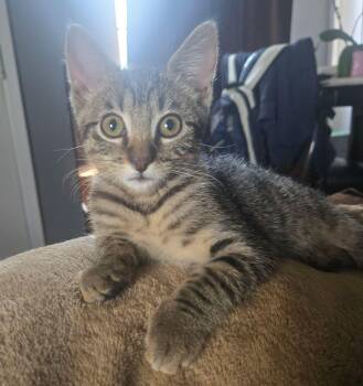 Meringue -  Domestic Short Hair Cat for Adoption in Seal Beach, California - Meringue | PetCurious