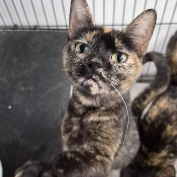 Appa -  Domestic Short Hair Cat for Adoption in Cleveland, Mississippi - Appa | PetCurious
