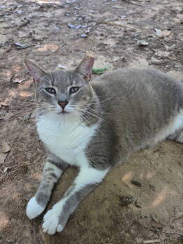 Rescue Tabby and Domestic Short Hair Cats for Adoption in Magnolia Springs, Alabama - Diana Ross | PetCurious