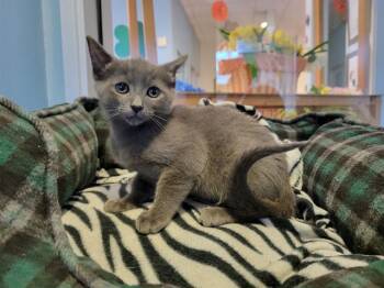 Domestic Short Hair Cats Available for Adoption in Santa Clara, California - DARCY | PetCurious