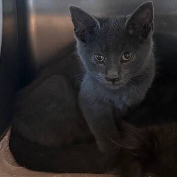 Rescue Domestic Short Hair and Russian Blue Cats for Adoption in Cedaredge, Colorado - Rocky | PetCurious