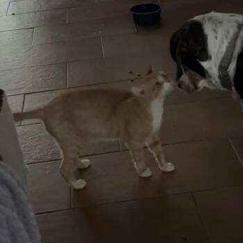 Domestic Short Hair Cats Available for Adoption in Bentonville, Arkansas - Garfield | PetCurious