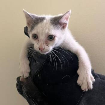 Lenny -  Domestic Short Hair Cat for Adoption in Winchester, Virginia - Lenny | PetCurious